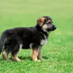 Come educare i cuccioli di pastore tedesco