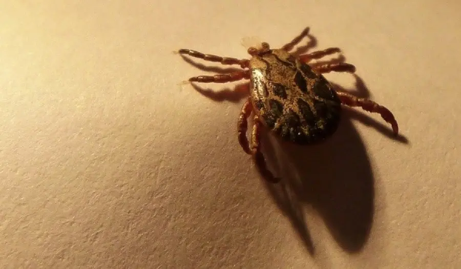 Zecca nel cane e nel gatto: cosa fare