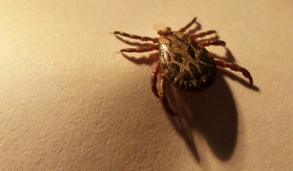 Zecca nel cane e nel gatto: cosa fare