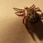 Zecca nel cane e nel gatto: cosa fare