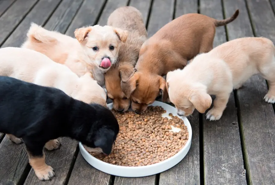 Cuccioli: linee guida per una corretta alimentazione