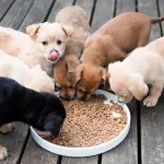 Cuccioli: linee guida per una corretta alimentazione