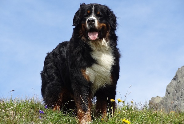 Bovaro del bernese, come scegliere un maschio e una femmina