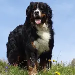 Bovaro del bernese, come scegliere un maschio e una femmina