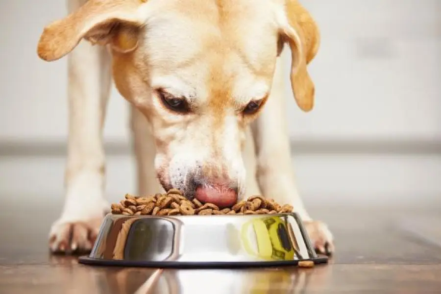 Alimentazione del cane: errori da evitare