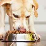 Alimentazione del cane: errori da evitare