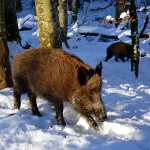 Come addestrare un cane da cinghiale