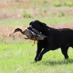 Cane da riporto: il metodo del calzino