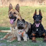 Addestramento: perché è importante educare il proprio cane