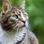 Assicurazione per il gatto: coperture utili, vantaggi e quando attivarla