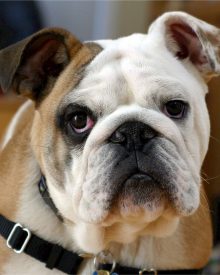 Bulldog