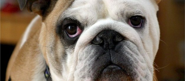 Bulldog