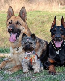 Addestramento del cane