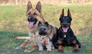 Addestramento del cane