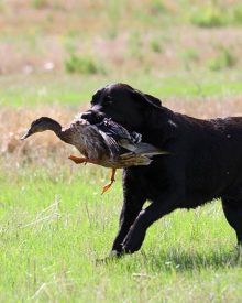 Cane da riporto: il metodo del calzino