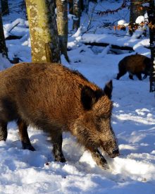 Come addestrare un cane da cinghiale