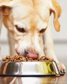 alimentazione cani