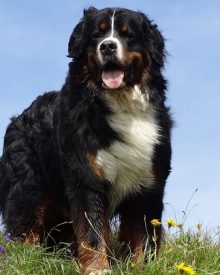 bovaro bernese