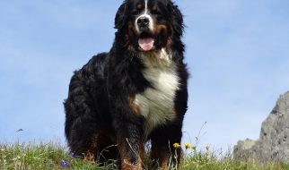 bovaro bernese