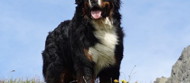 bovaro bernese