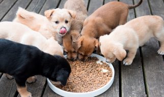 cuccioli
