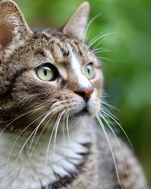 gatto