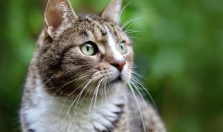 gatto